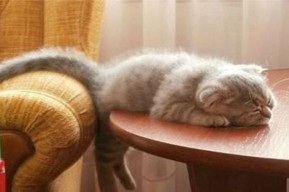 Спокойствие, только спокойствие!