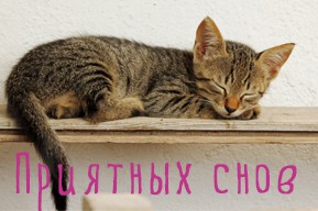 С днем сновидений